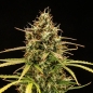 Preview: Milky Way F1 Auto (Autoflower)